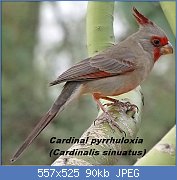 Cliquez sur l'image pour la voir en taille relle

Nom : Cardinal_pyrrhuloxia.jpg
Affichages : 103
Taille : 90,0 Ko
ID : 110682