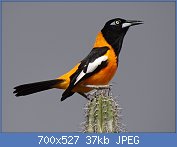 Cliquez sur l'image pour la voir en taille relle

Nom : 1280px-Curacao-Icterus-Icterus-2013.jpg
Affichages : 28
Taille : 36,7 Ko
ID : 114837