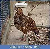 Cliquez sur l'image pour la voir en taille relle

Nom : 1024px-Tragopan_temminckii_female.jpg
Affichages : 97
Taille : 155,0 Ko
ID : 118676