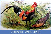 Cliquez sur l'image pour la voir en taille relle

Nom : Red_junglefowl_hm.jpg
Affichages : 260
Taille : 74,8 Ko
ID : 123640