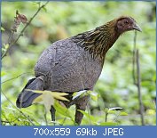 Cliquez sur l'image pour la voir en taille relle

Nom : Gallus_gallus_female_Kaziranga_2.jpg
Affichages : 253
Taille : 69,2 Ko
ID : 123643