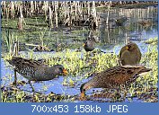 Cliquez sur l'image pour la voir en taille relle

Nom : Spotted_Crake_from_the_Crossley_ID_Guide_Britain_and_Ireland.jpg
Affichages : 73
Taille : 158,5 Ko
ID : 119636