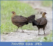 Cliquez sur l'image pour la voir en taille relle

Nom : Gallus_gallus_female_Kaziranga_0.jpg
Affichages : 253
Taille : 60,8 Ko
ID : 123644