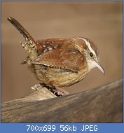 Cliquez sur l'image pour la voir en taille relle

Nom : Carolina_Wren_(4267027628).jpg
Affichages : 64
Taille : 56,2 Ko
ID : 112510