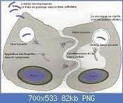 Cliquez sur l'image pour la voir en taille relle

Nom : doc illustr. Listeriamonocytogenes Fig. 01.jpg
Affichages : 181
Taille : 82,2 Ko
ID : 90329