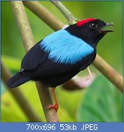 Cliquez sur l'image pour la voir en taille relle

Nom : Tangar-falso_or_Blue-backed_Manakin_(Chiroxiphia_pareola)_male,_iNaturalist.org.jpg
Affichages : 87
Taille : 53,0 Ko
ID : 122494