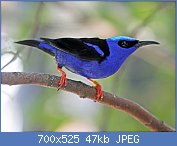 Cliquez sur l'image pour la voir en taille relle

Nom : 1280px-Red-legged_Honeycreeper_RWD12b.jpg
Affichages : 26
Taille : 47,5 Ko
ID : 114843