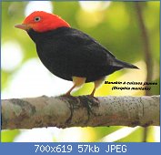 Cliquez sur l'image pour la voir en taille relle

Nom : Red-capped_Manakin_(Pipra_mentalis)_(7222937946).jpg
Affichages : 36
Taille : 56,8 Ko
ID : 117473