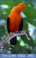 Cliquez sur l'image pour la voir en taille relle

Nom : Rupicola_peruviana_(male)_-San_Diego_Zoo-8.jpg
Affichages : 250
Taille : 93,0 Ko
ID : 123256