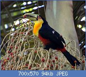 Cliquez sur l'image pour la voir en taille relle

Nom : Flickr_-_Dario_Sanches_-_TUCANO-DE-BICO-VERDE_(Ramphastos_dicolorus)_(1).jpg
Affichages : 240
Taille : 94,5 Ko
ID : 123334