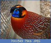 Cliquez sur l'image pour la voir en taille relle

Nom : 1280px-Tragopan_temminckii_ZOO_Poznań.jpg
Affichages : 87
Taille : 78,5 Ko
ID : 118682