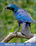 Cliquez sur l'image pour la voir en taille relle

Nom : Greater_Blue-eared_Starling_(Lamprotornis_chalybaeus)_(8387233712).jpg
Affichages : 250
Taille : 191,0 Ko
ID : 122998