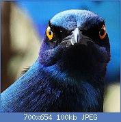 Cliquez sur l'image pour la voir en taille relle

Nom : 1024px-Grumpy_Glossy_Starling_(42940802680).jpg
Affichages : 265
Taille : 99,8 Ko
ID : 122999