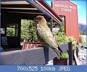 Cliquez sur l'image pour la voir en taille relle

Nom : Kea_(Nestor_notabilis)_-Arthurs_Pass_-NZ-6.jpg
Affichages : 362
Taille : 100,3 Ko
ID : 106853