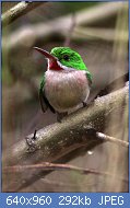 Cliquez sur l'image pour la voir en taille relle

Nom : Broad_billed_tody_2_(1).jpg
Affichages : 92
Taille : 292,3 Ko
ID : 120343