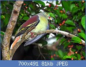 Cliquez sur l'image pour la voir en taille relle

Nom : Thick-billed_Green_Pigeon.jpg
Affichages : 43
Taille : 81,4 Ko
ID : 112860