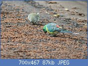 Cliquez sur l'image pour la voir en taille relle

Nom : 1280px-Psephotus_haematonotus_(pair)_-New_South_Wales-8.jpg
Affichages : 412
Taille : 87,4 Ko
ID : 99134