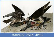 Cliquez sur l'image pour la voir en taille relle

Nom : 1280px-Audubon-peregrinus.jpg
Affichages : 69
Taille : 75,9 Ko
ID : 118712