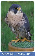 Cliquez sur l'image pour la voir en taille relle

Nom : Falco_Peregrino_(falco_peregrinus)_-_colagem i.jpg
Affichages : 71
Taille : 150,0 Ko
ID : 118715