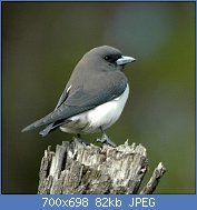 Cliquez sur l'image pour la voir en taille relle

Nom : 1024px-White-breasted_Woodswallow_Samcem.jpg
Affichages : 56
Taille : 81,5 Ko
ID : 121237