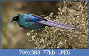 Cliquez sur l'image pour la voir en taille relle

Nom : Lamprotornis_caudatus_-Dakar_-Senegal-2007.jpg
Affichages : 49
Taille : 76,5 Ko
ID : 121223