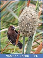 Cliquez sur l'image pour la voir en taille relle

Nom : 800px-Thick-billed_weaver_in_Zulu_Nyala_Reserve_03.jpg
Affichages : 70
Taille : 157,6 Ko
ID : 119136