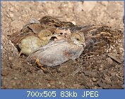 Cliquez sur l'image pour la voir en taille relle

Nom : king-quail-X7TMRB.jpg
Affichages : 59
Taille : 83,1 Ko
ID : 117753