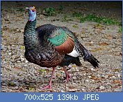 Cliquez sur l'image pour la voir en taille relle

Nom : 1280px-Ocellated_Turkey_(Agriocharis_ocellata)_(8296433603).jpg
Affichages : 88
Taille : 138,8 Ko
ID : 121005