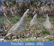 Cliquez sur l'image pour la voir en taille relle

Nom : Scaled_Quail_from_The_Crossley_ID_Guide_Eastern_Birds.jpg
Affichages : 87
Taille : 148,4 Ko
ID : 116582