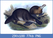 Cliquez sur l'image pour la voir en taille relle

Nom : Gould_John_Duckbilled_Platypus_1845-1863.png
Affichages : 133
Taille : 76,7 Ko
ID : 97786