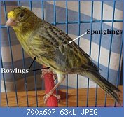 Cliquez sur l'image pour la voir en taille réelle
Nom : lizard%20%20spangling%20et%20rowing.jpg
Affichages : 605
Taille : 63,4 Ko
ID : 121907