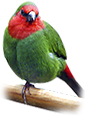 Nom : gf_redparrot.png
Affichages : 302
Taille : 40,7 Ko