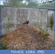 Cliquez sur l'image pour la voir en taille relle

Nom : Brushturkeykansaszoo.jpg
Affichages : 226
Taille : 118,2 Ko
ID : 122940