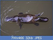 Cliquez sur l'image pour la voir en taille relle

Nom : Platypus-Eungella.jpg
Affichages : 168
Taille : 31,7 Ko
ID : 97780