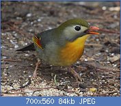 Cliquez sur l'image pour la voir en taille relle

Nom : 1280px-Leiothrix_lutea_(Mount_Miroku_s3).jpg
Affichages : 26
Taille : 84,2 Ko
ID : 117532