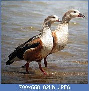 Cliquez sur l'image pour la voir en taille relle

Nom : 1024px-Neochen_jubata_Pato_carretero_Orinoco_Goose_(8500299959).jpg
Affichages : 47
Taille : 82,1 Ko
ID : 122652