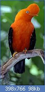 Cliquez sur l'image pour la voir en taille relle

Nom : Rupicola_peruviana_(male)_-San_Diego_Zoo-8.jpg
Affichages : 40
Taille : 98,4 Ko
ID : 112902