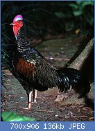 Cliquez sur l'image pour la voir en taille relle

Nom : Green_Junglefowl_(Gallus_varius)_(7936877492).jpg
Affichages : 285
Taille : 135,6 Ko
ID : 123634