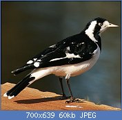 Cliquez sur l'image pour la voir en taille relle

Nom : 1280px-Magpie_Lark_female.jpg
Affichages : 65
Taille : 60,3 Ko
ID : 122823