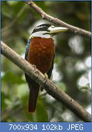 Cliquez sur l'image pour la voir en taille relle

Nom : Rufous-bellied_Kookaburra_Papua_NG_(16130579410).jpg
Affichages : 32
Taille : 102,0 Ko
ID : 113014