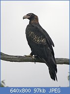 Cliquez sur l'image pour la voir en taille relle

Nom : Wedge-tailed_Eagle_(Aquila_audax)_2.jpg
Affichages : 21
Taille : 96,8 Ko
ID : 114310