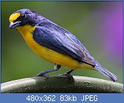 Cliquez sur l'image pour la voir en taille relle

Nom : XX2Flickr_-_Rainbirder_-_Yellow-throated_Euphonia_(Euphonia_hirundinacea)_male.jpg
Affichages : 18
Taille : 83,3 Ko
ID : 114470