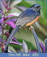 Cliquez sur l'image pour la voir en taille relle

Nom : 1280px-White-rumped_Shama_RWD4.jpg
Affichages : 31
Taille : 96,2 Ko
ID : 117242