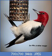 Cliquez sur l'image pour la voir en taille relle

Nom : 800px-Melanerpes-erythrocephalus-003.jpg
Affichages : 55
Taille : 94,0 Ko
ID : 117036