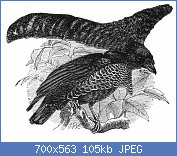 Cliquez sur l'image pour la voir en taille relle

Nom : Malay_Archipelago_Superb_Bird_of_Paradise.jpg
Affichages : 244
Taille : 105,5 Ko
ID : 118994