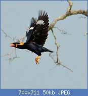 Cliquez sur l'image pour la voir en taille relle

Nom : Hill_Mynah_(Gracula_religiosa)_leaving_its_nest_(8064094923).jpg
Affichages : 64
Taille : 49,7 Ko
ID : 117643