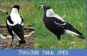 Cliquez sur l'image pour la voir en taille relle

Nom : Tasmanian_magpie_pair.jpg
Affichages : 65
Taille : 73,7 Ko
ID : 117629