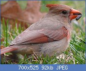 Cliquez sur l'image pour la voir en taille relle

Nom : 1024px-Northern_Cardinal_Female-27527-2.jpg
Affichages : 119
Taille : 92,0 Ko
ID : 104817