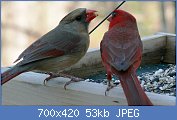 Cliquez sur l'image pour la voir en taille relle

Nom : 1280px-Northern_Cardinal_Pair-27527.jpg
Affichages : 121
Taille : 53,4 Ko
ID : 104818