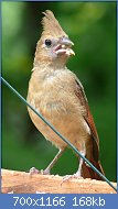 Cliquez sur l'image pour la voir en taille relle

Nom : 800px-Northern_Cardinal_Fledgling-27527.jpg
Affichages : 124
Taille : 167,9 Ko
ID : 104819